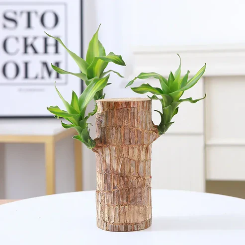 Urban™ Lucky Brazil Wood Potted Plant (Buy 1 Get 1 Free) - Image 8